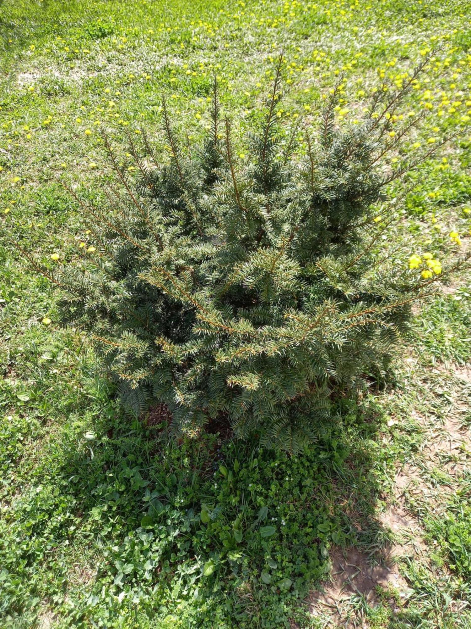 Guest House Ijevan'S Garden Dış mekan fotoğraf