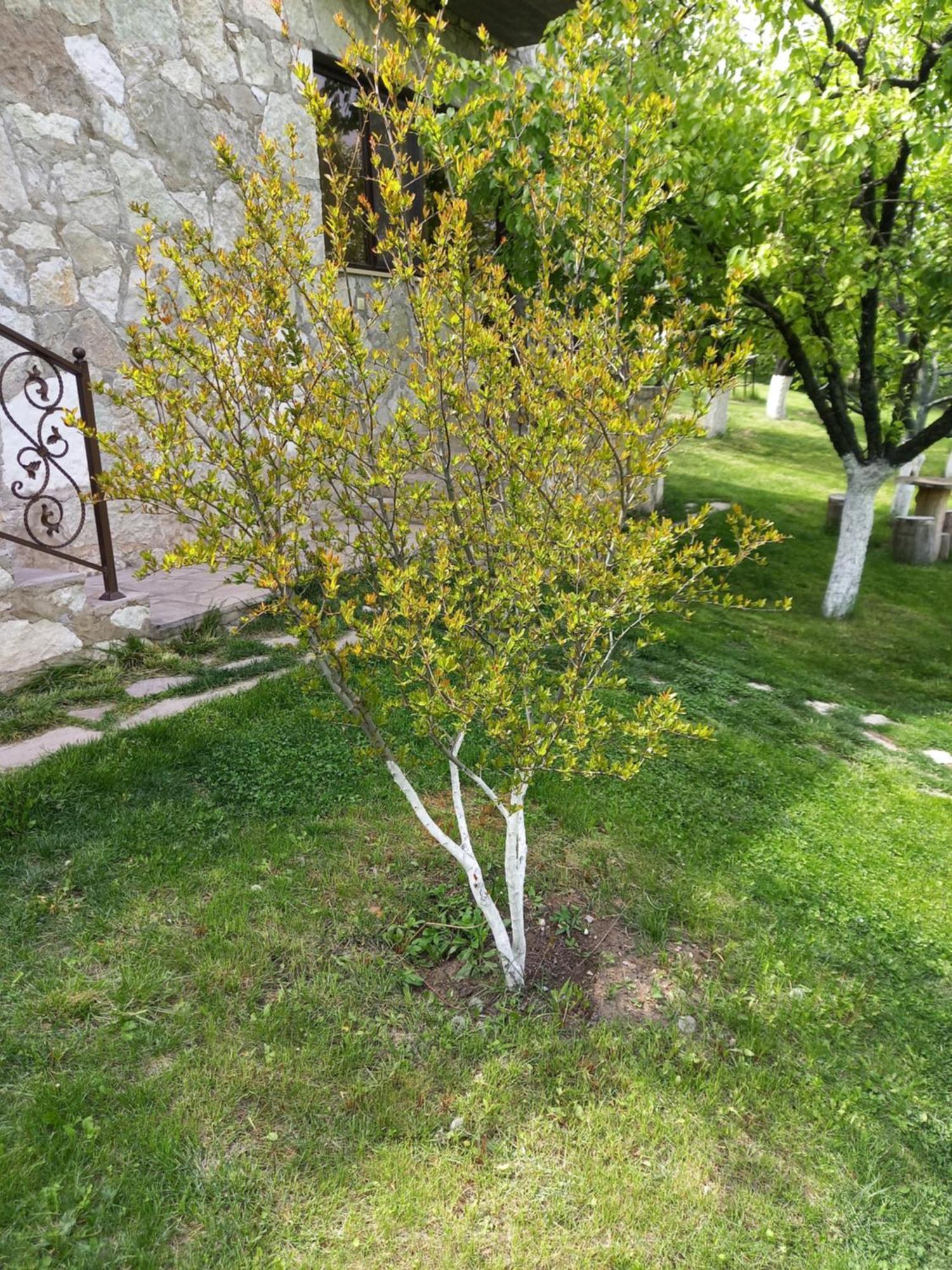 Guest House Ijevan'S Garden Dış mekan fotoğraf